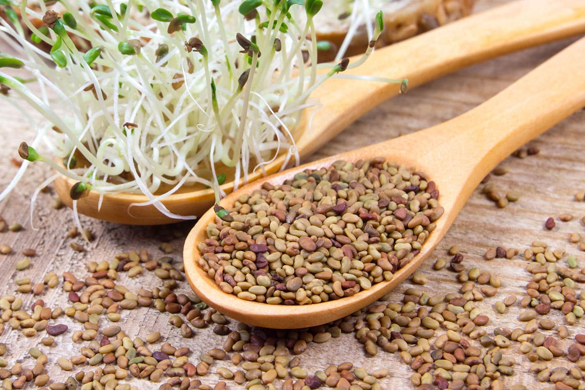 Coltivatori-produttori-fornitori-erba-medica Coltivatori-produttori-fornitori-erba-medica
